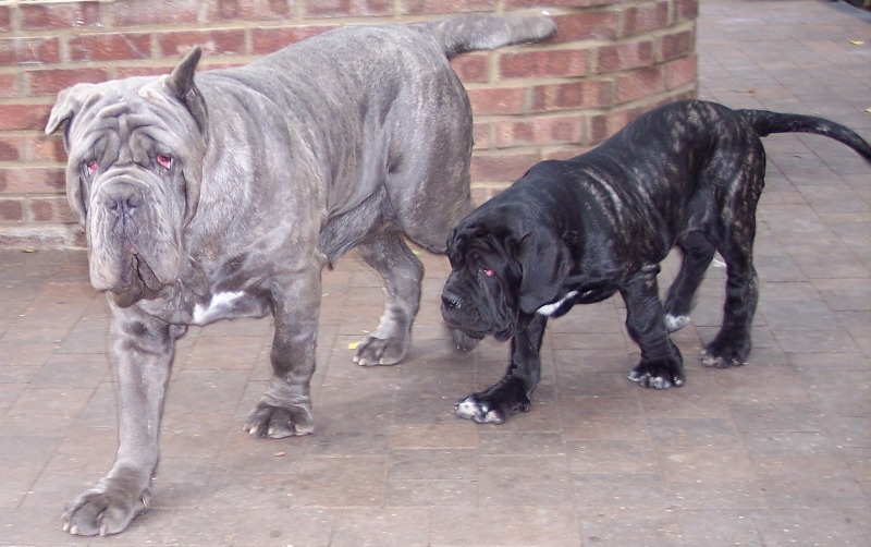 Luna and Monte