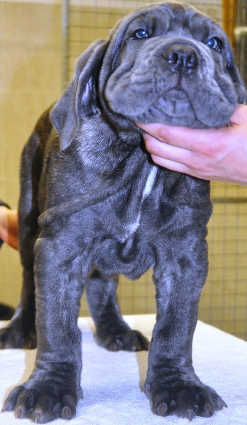 Pups age 11 weeks (8)