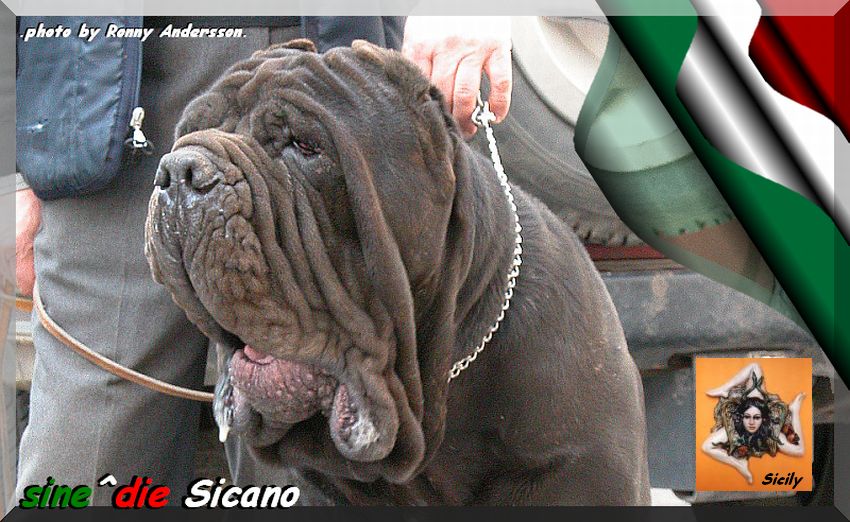 sine^die Sicano  owner & breeder  mastino sine^die italia 850 pixel