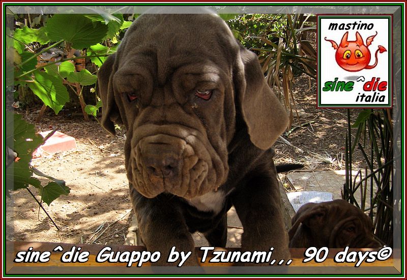 sine^die Guappo by Tzunami,,,