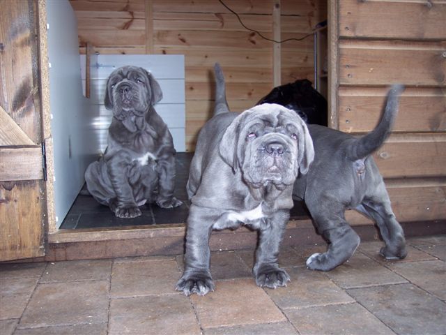 pups 01 06 2007 021