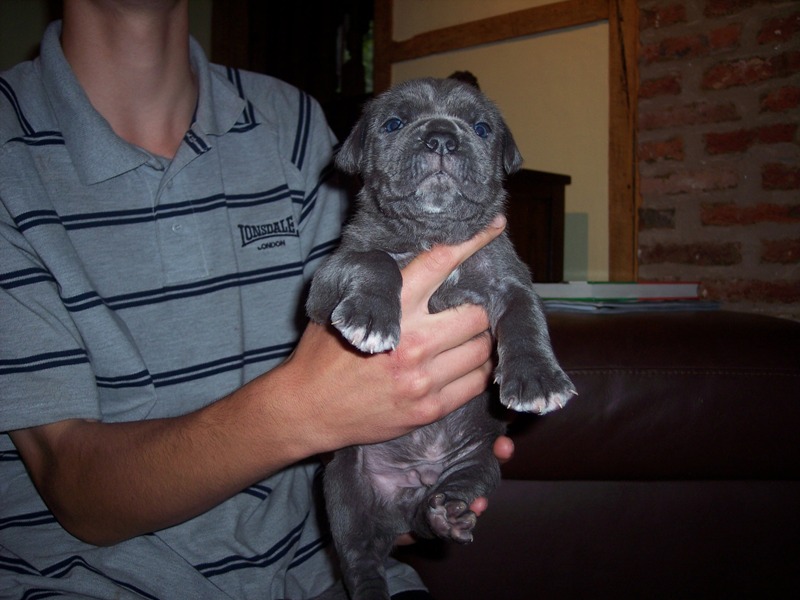 Hartu and Circe pups 02 07 2008 078
