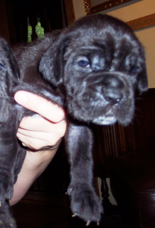 Hartu and Circe pups 02 07 2008 048