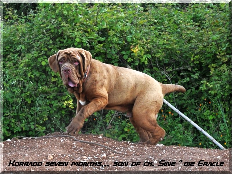 Korrado seven months son of champion Sine^die Eracle,,