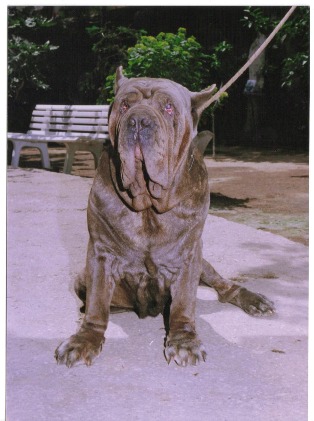 Hatrim della grotta azzurra - by salvatore di micco