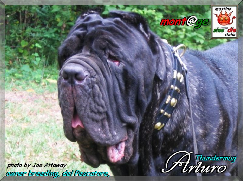 Thundermung Arturo,,,, mont@ge mastino sine^die italia