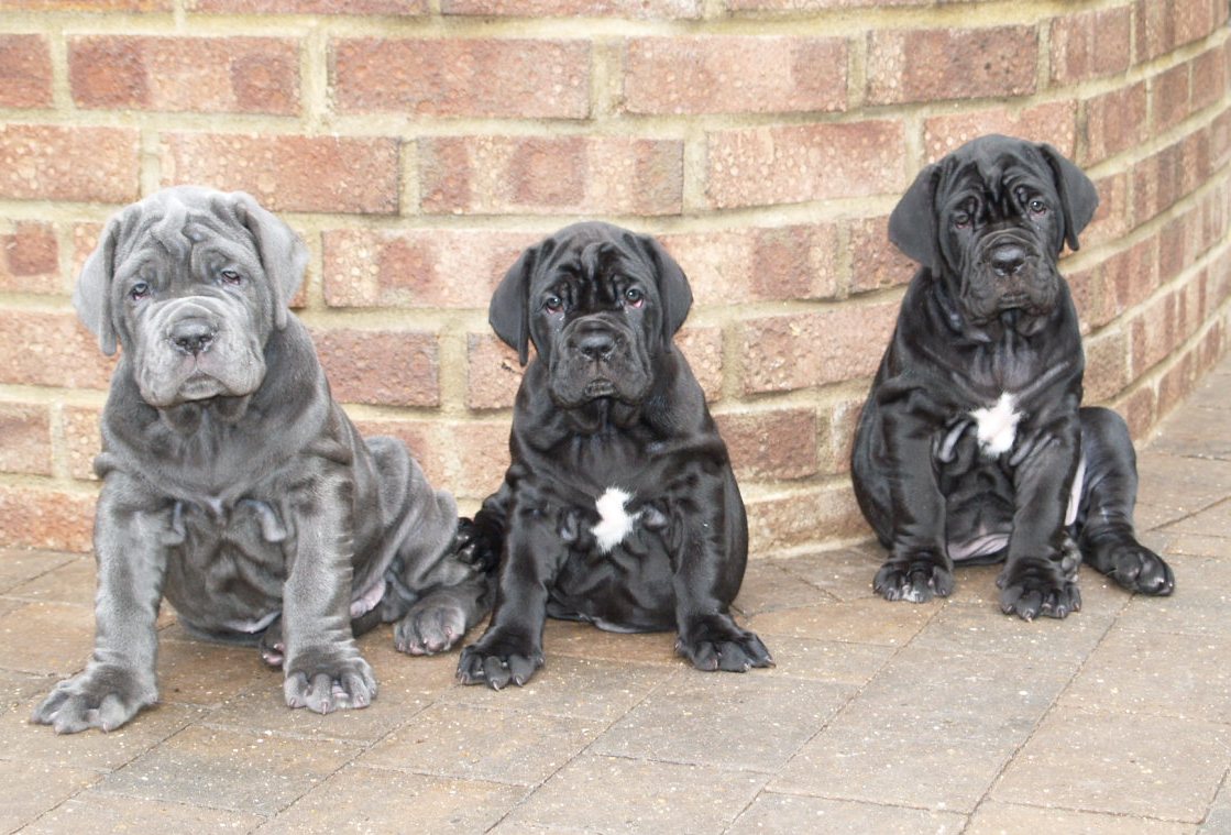 26 07 2008 pups 040