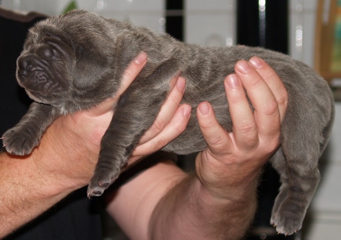 Lunas pups 5 5 2007 028