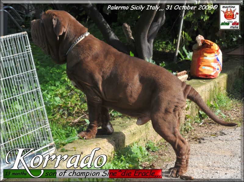 Korrado 13 months 31 October 2009,,,,