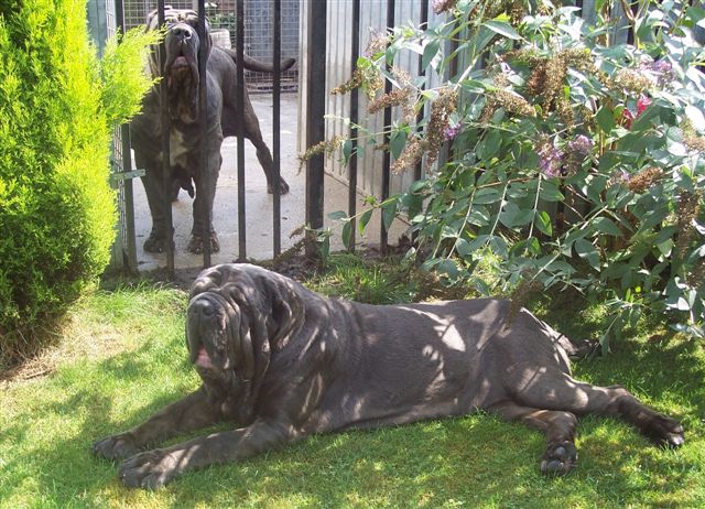 Dogs 13 08 2006.aa 020