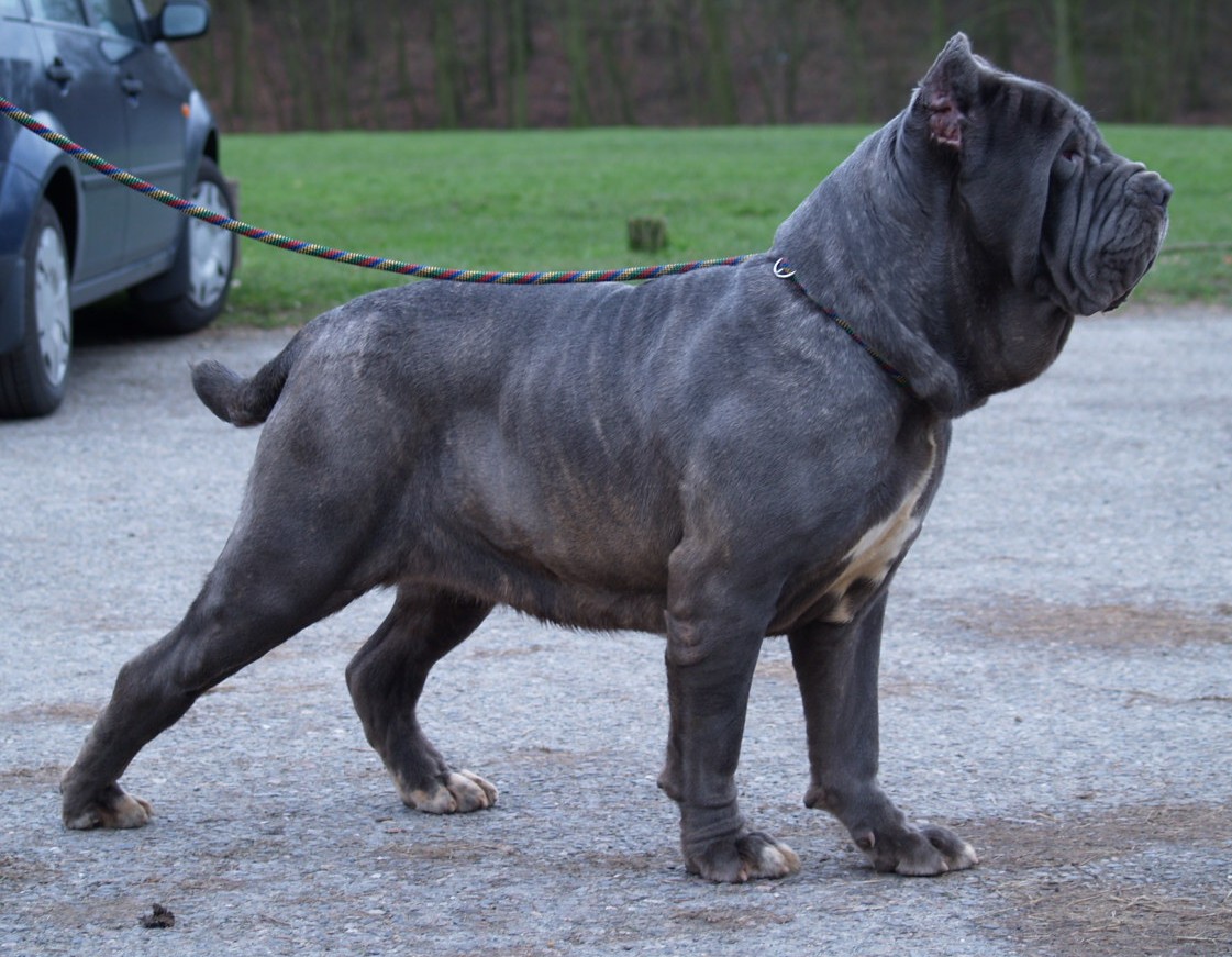 dogs 28 01 2007 098