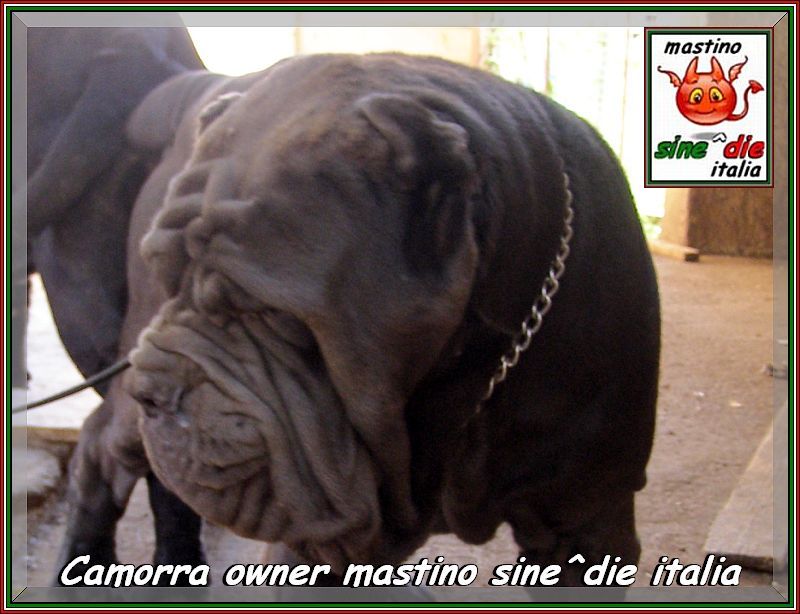 Camorra