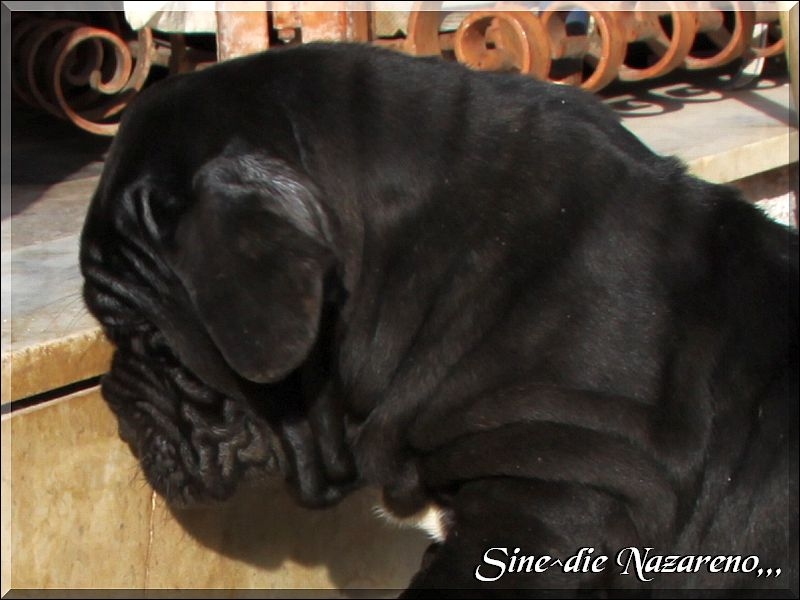 Nazareno Sine^die 55 giorni,,,,,