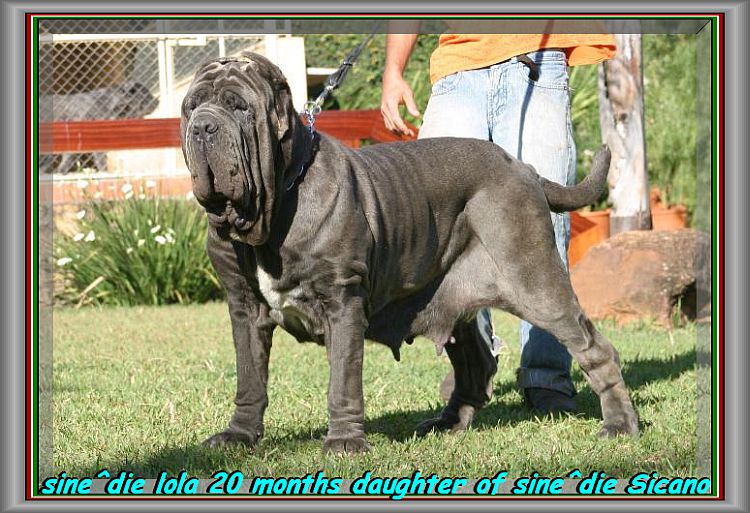 sine^die Lola daughter of sine^die Sicano 20 months xox