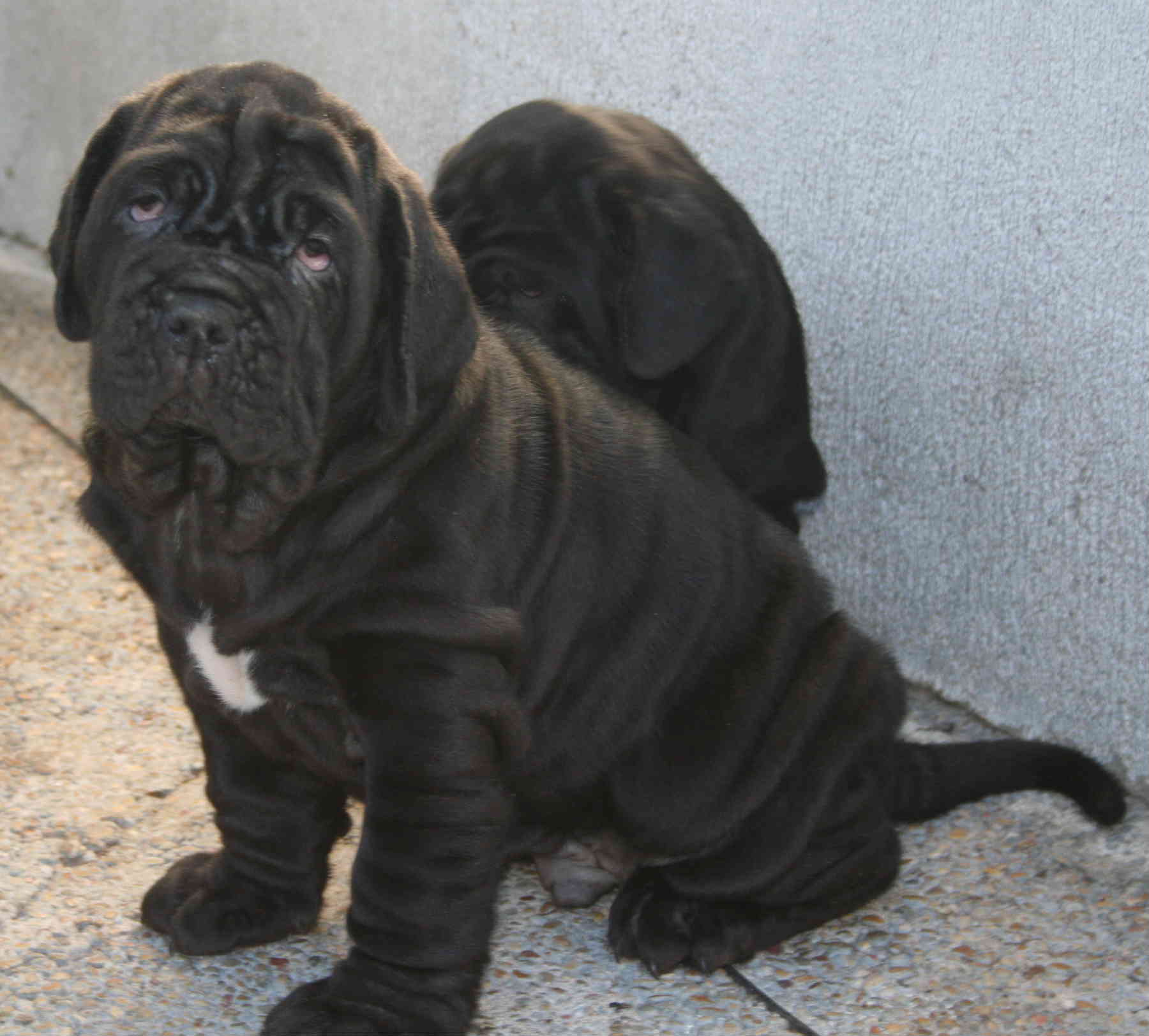 Cachorros rayna y bliss 1 mes06