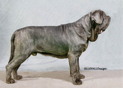 Photo103Dog65Web