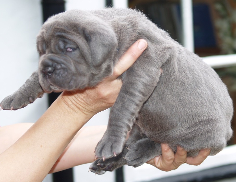 Luna and Veleno pups 13 5 2007 036