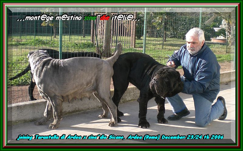 Monta Sicano x Tarantella 23 ,, 24 Dicembre 2006 x