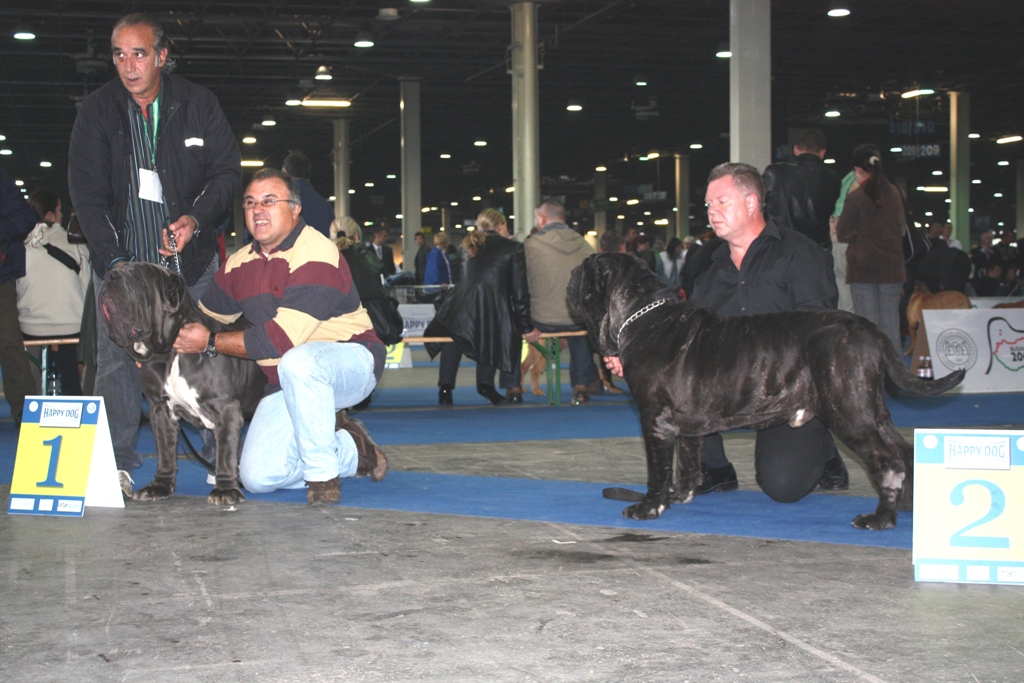 Copy of Hartu 2nd in European show Budapest 2008 (3)