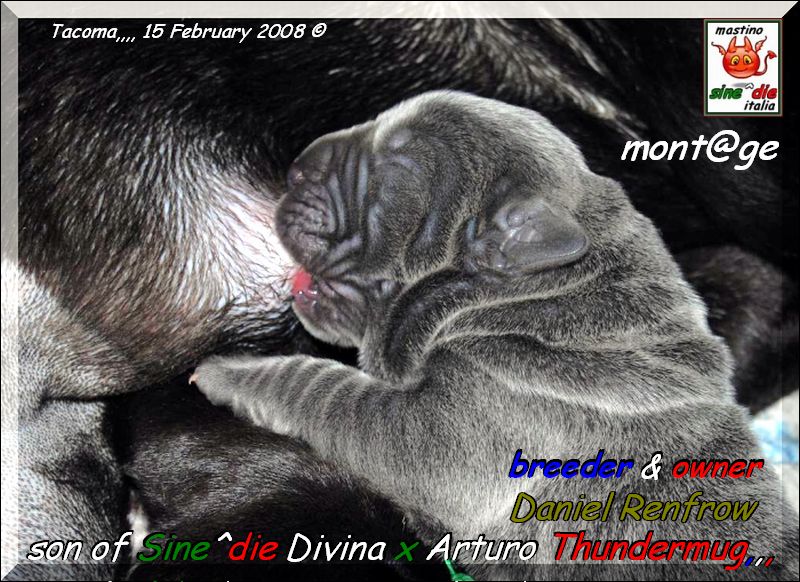 cucciolo di Sine^die Divina