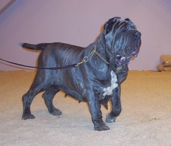 Nina at Discover dogs 11 11 2006 014
