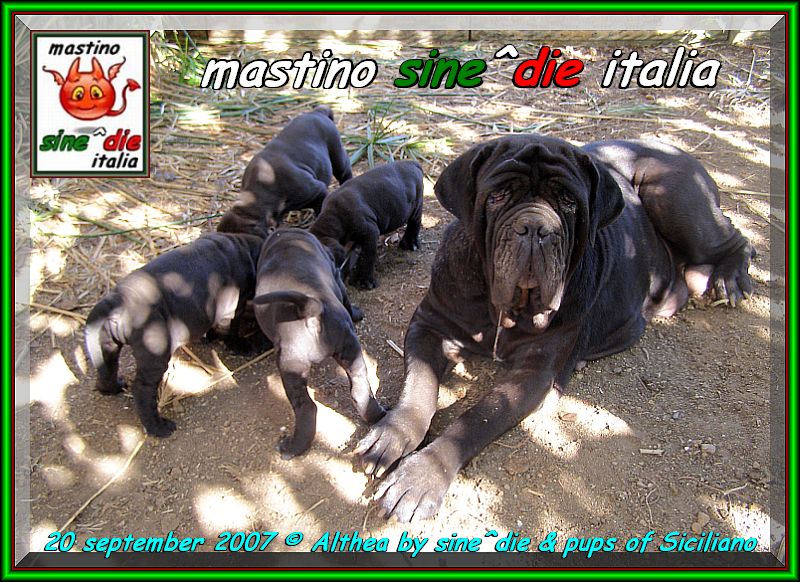 20 september Althea by sine^die & pups by Siciliano,,,