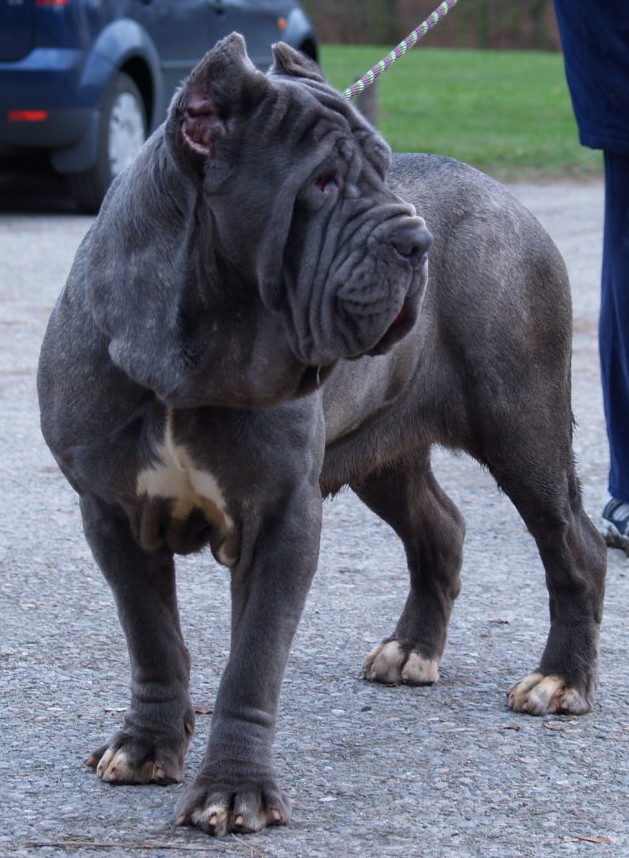 dogs 28 01 2007 089