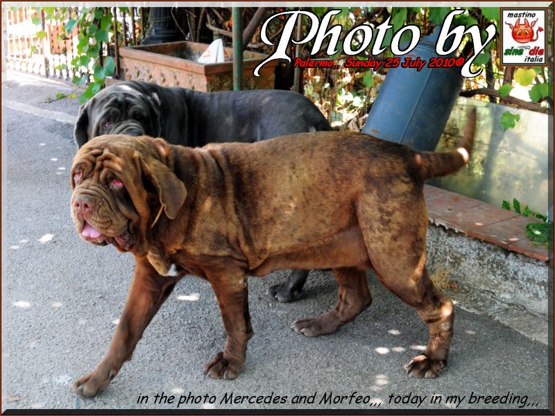 Morfeo in visit my breeding..