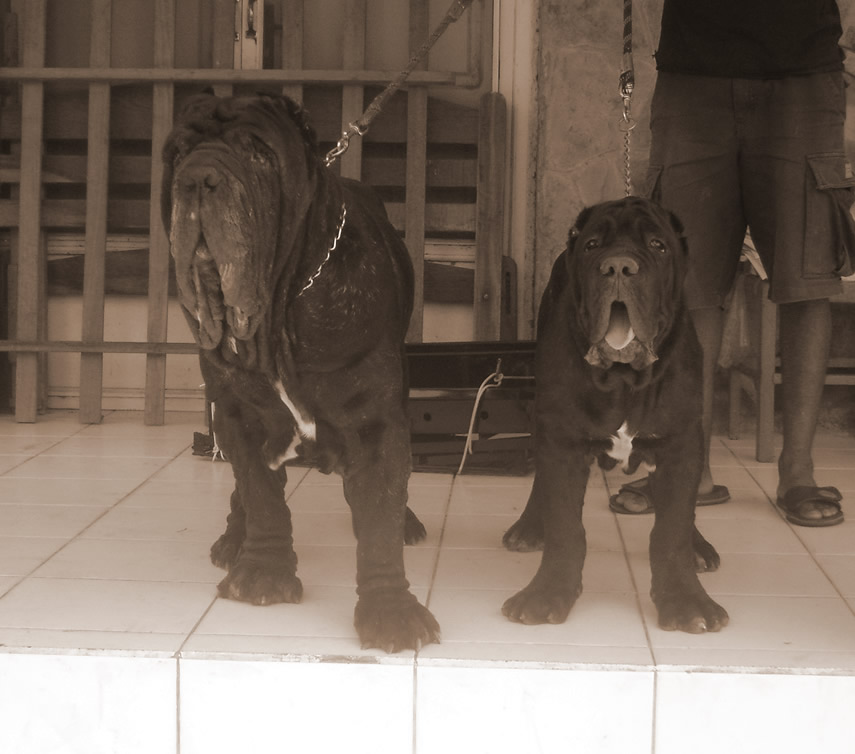 caos_puppy