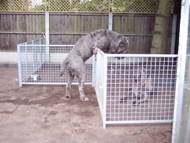 dogs 26 5 2007 171