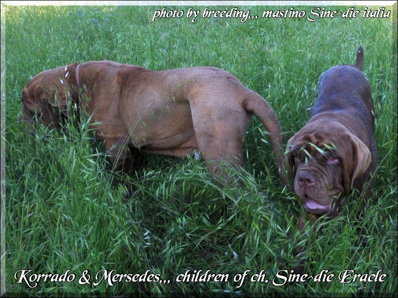 Korrado e Mersedes children of champion Sine^die Eracle