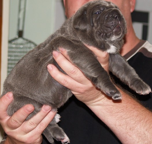 Lunas pups 5 5 2007 037