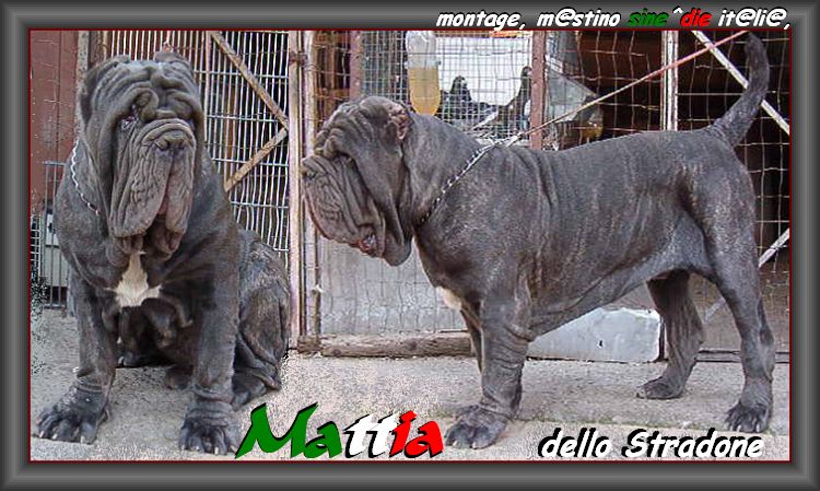 Mattia dello Stradone