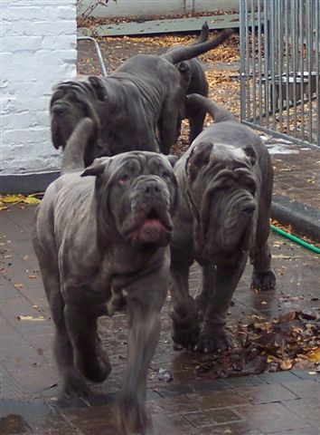 Luna, Circe,Veleno, Julis of  Rayvonley mastini 3 12 2006 017