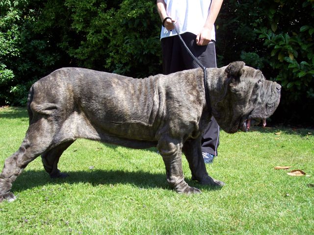 dogs 24 06 2006.a 022