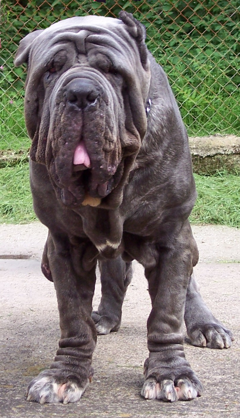 Veleno Dello Stradone of Rayvonley age 2 years 9 months.jpg