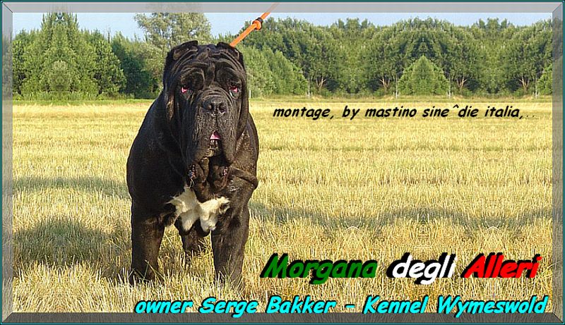 Morgana degli Alleri owner Serge Bakker - Kennel Wymeswold