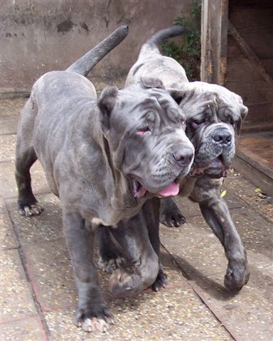 Copy of dogs 09 07 2006.a 044
