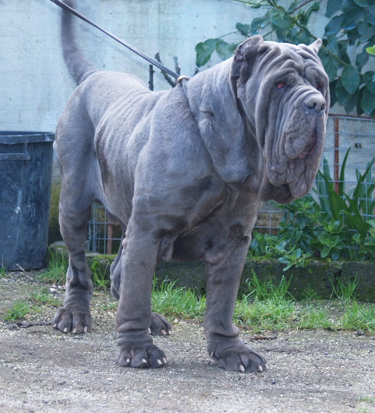 Dogs 18 01 2007 159