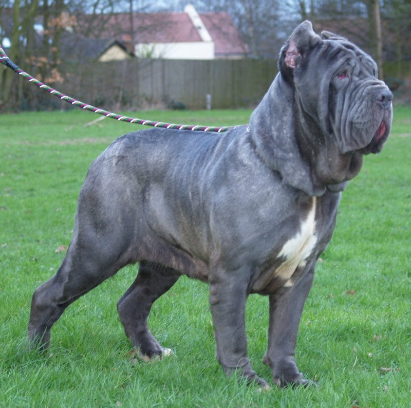 dogs 28 01 2007 076