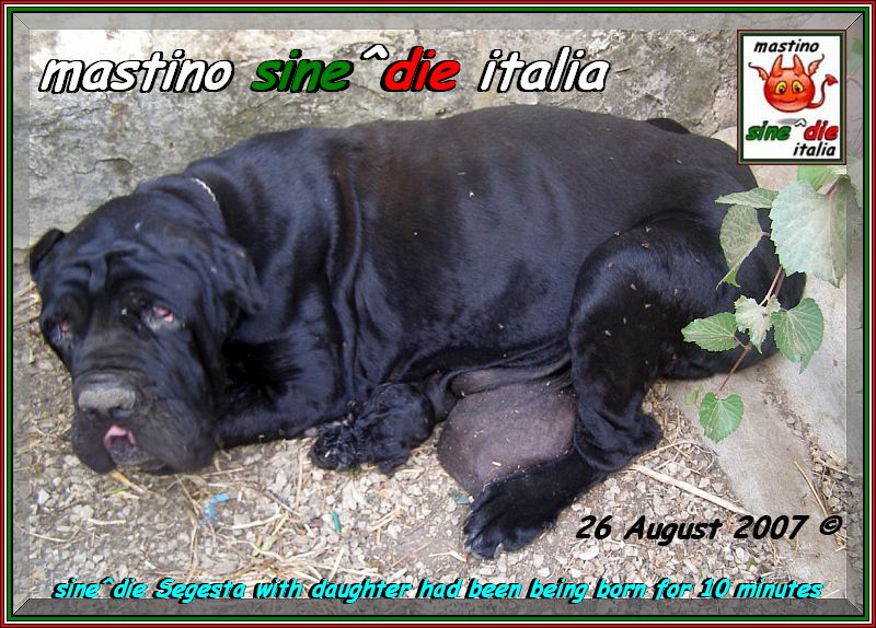 cuccioli di Sine^die Segesta x Siciliano,,,26 agosto 2007