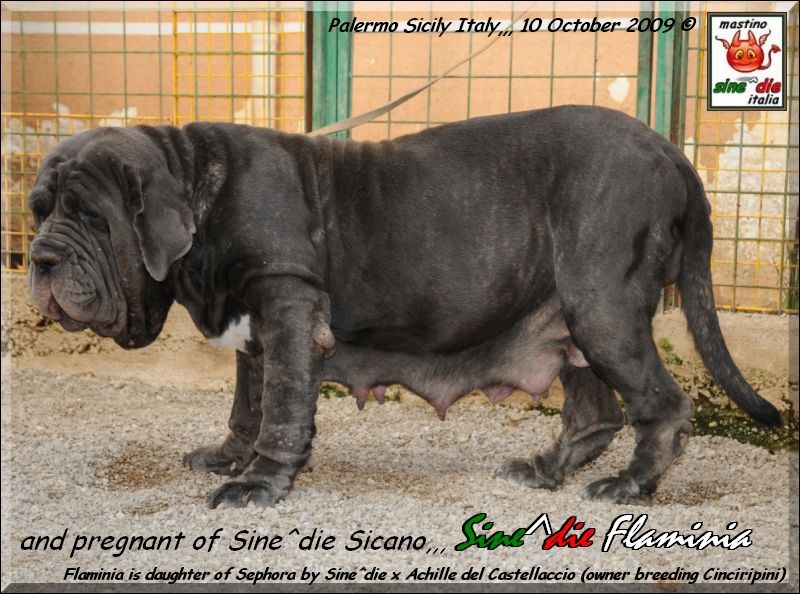 Sine^die Flaminia pregnant
