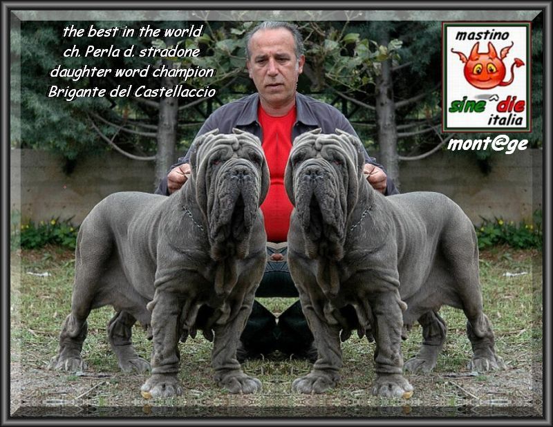 champion Perla dsv daugter of campion Brigante del Castellaccio,, bis
