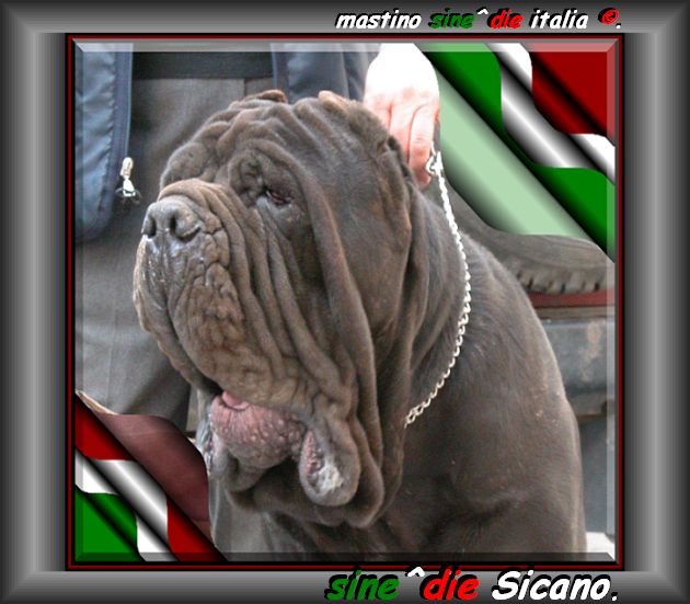 sine^die SICANO breeder & owner Giuseppe La Parola Italy