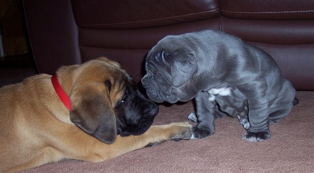 Rayvonley Tonino (4 weeks 4 days with my sisters 11 week old mastiff
