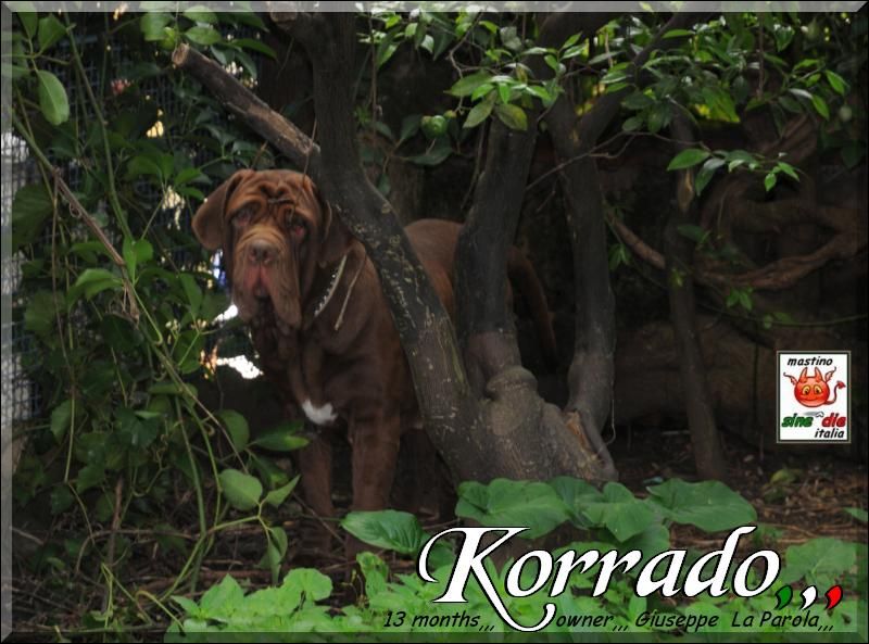 Korrado 13 months 31 October 2009