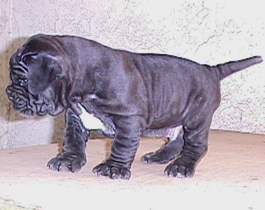 caos_puppies_6weeks_male1_pick2