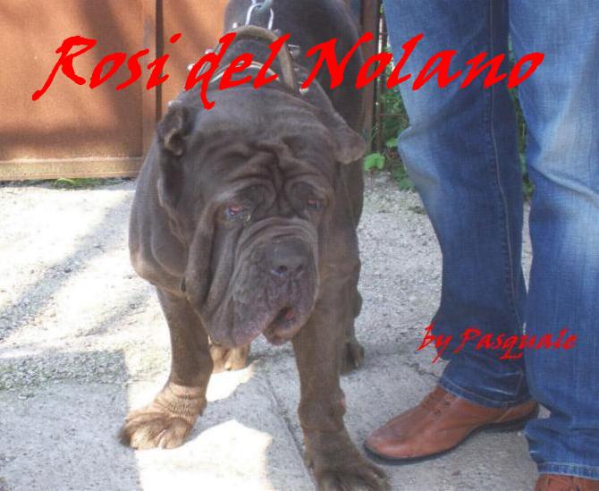 Rosi del nolano by Giuseppe Angelino -2