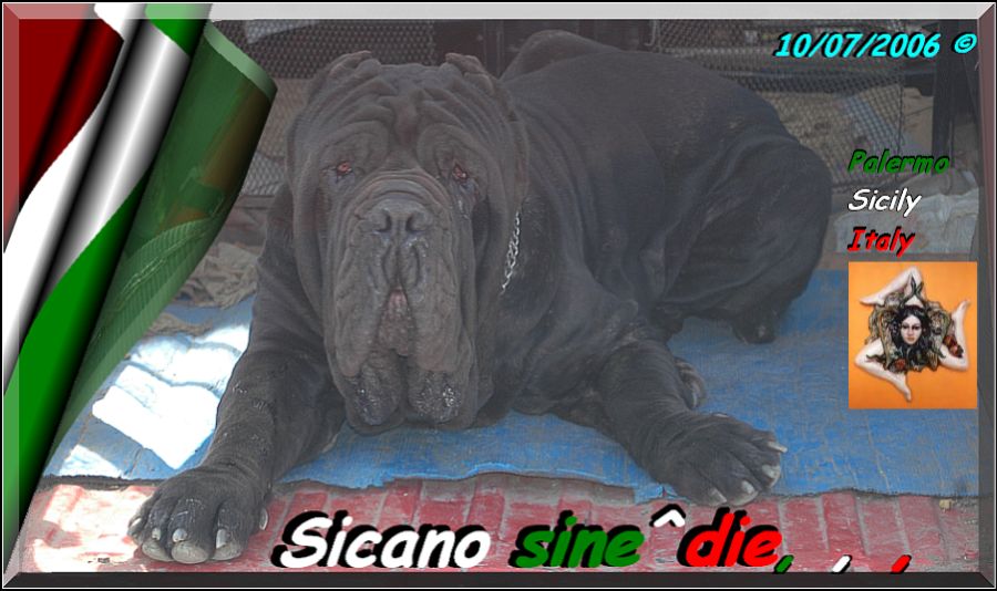 Sicano sine^die,,, breeder & owner Giuseppe La Parrola Palermo Sicily Italy,,,