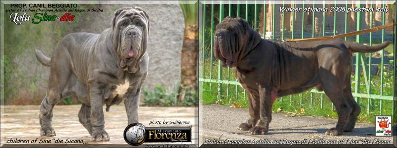 Sine^die said Lola,,, with his brother Ch.Achille del Regno di Sicilia